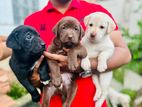Labrador Retriever Puppies