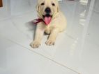 Labrador Retriever Puppies