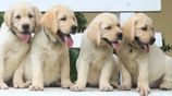 Labrador Retriever Puppies