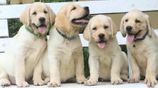 Labrador Retriever Puppies
