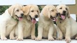 Labrador Retriever Puppies