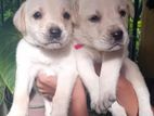 Labrador Retriever Puppies