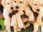 Labrador Retriever Puppies