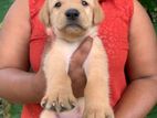 Labrador Retriever Puppies