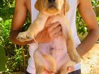 Labrador Retriever Puppies