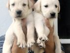 Labrador Retriever Puppies