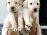 Labrador Retriever Puppies