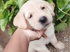 Labrador Retriever Puppies