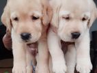 Labrador Retriever Puppies