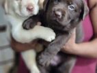 Labrador Retriever Puppies