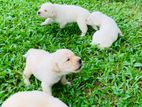 Labrador Retriever Puppies