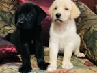 Labrador Retriever Puppies