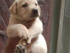 Labrador Retriever Puppies