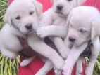 Labrador Retriever Puppies