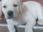 Labrador Retriever Puppies