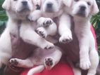 Labrador Retriever Puppies