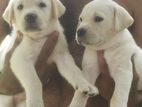 Labrador Retriever Puppies