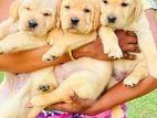 Labrador Retriever Puppies