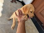 Labrador Retriever Puppies