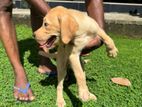 Labrador Retriever Puppies