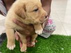 Labrador Retriever Puppy