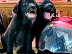 Labrador Retriever puppies