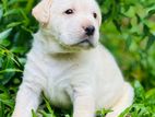 Labrador Retriever Puppies