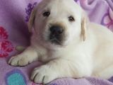 Labrador Retriever Puppies