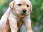 Labrador Retriever Puppies