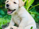 Labrador Retriever Puppies