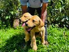 Labrador Retriever Puppies