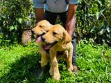 Labrador Retriever Puppies