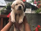 Labrador Retriever puppies