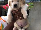 Labrador Retriever Puppies