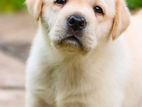 Labrador Retriever Puppies