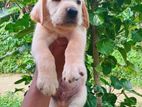 Labrador Retriever Puppies