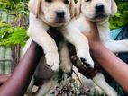Labrador Retriever Puppies