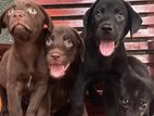 Labrador Retriever Puppies