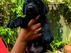 Labrador Retriever Puppies