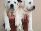 Labrador Retriever Puppies