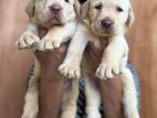 Labrador Retriever Puppies