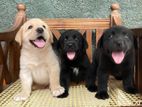 Labrador Retriever Puppies