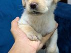 Labrador Retriever Puppies