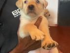 Labrador Retriever Puppies