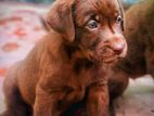 Labrador Retriever Puppies