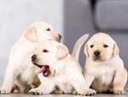 Labrador Retriever Puppies