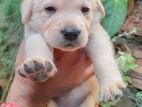 Labrador Retriever Puppies