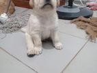 Labrador Retriever Puppies
