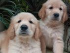 Labrador Retriever Puppies