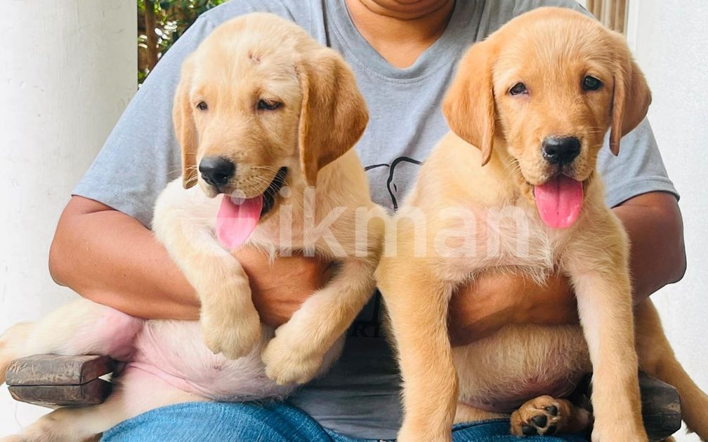Rit Rever Labrador Retriever Puppies for Sale in Kandy City | ikman